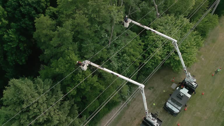 How Our Tree Care Process Works  in Gallipolis, OH